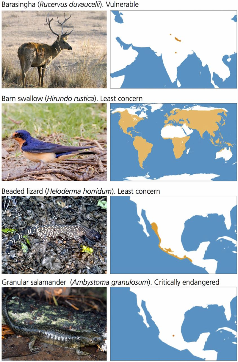 Decreasing land vertebrates, as exemplified with these four species, include taxa with different conservation status (e.g., low concern, critically endangered), current geographic range (e.g., large, very restricted), and abundance (e.g., common, rare). The data on conservation status, current geographic range, and abundance are from IUCN (28). Barn swallow image courtesy of Daniel Garza Galindo (photographer).